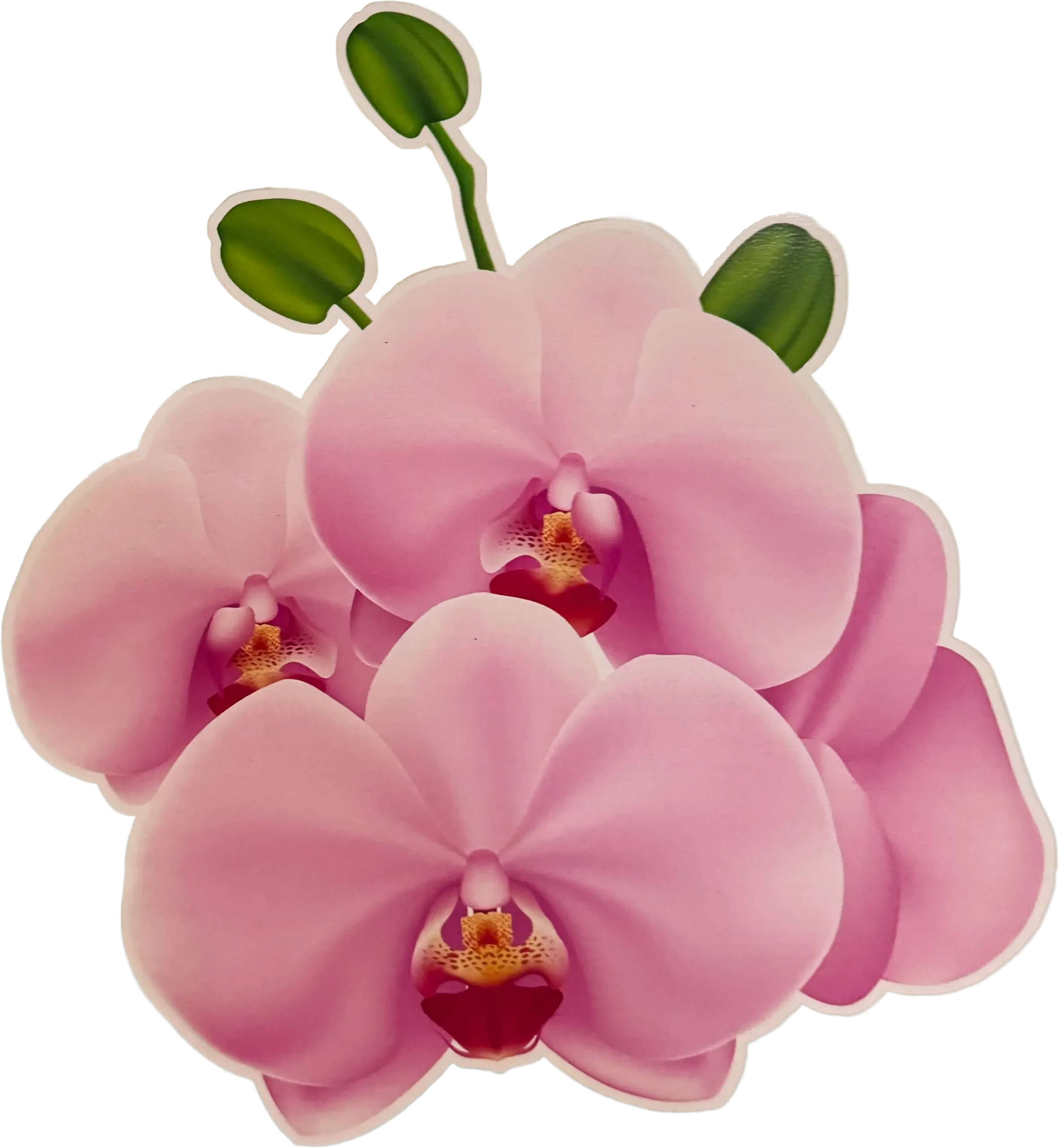 Logo Orchidee Nuek Thai Massage